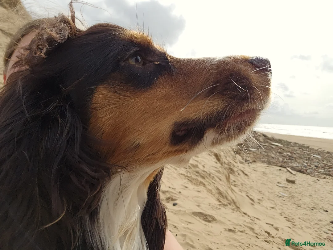 Cocker Spaniel dogs for sale: Cocker Spaniel Female  - Advert 6