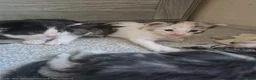 Maine Coon cats for sale: Maine coon baby floofs - Advert 11