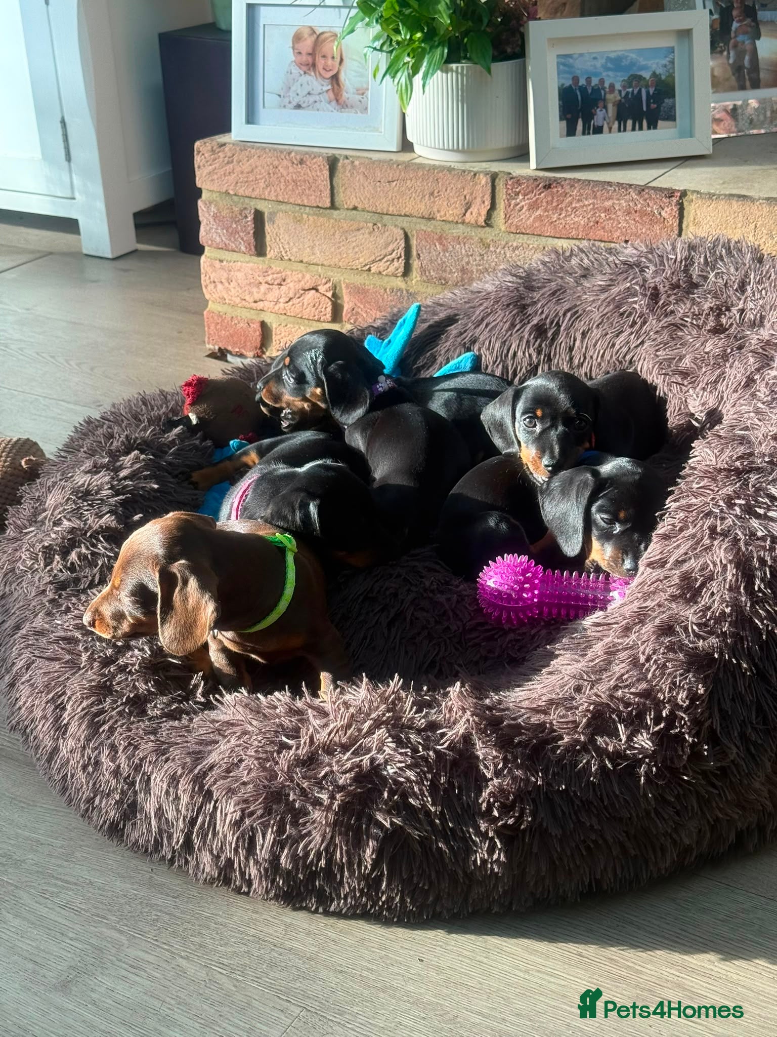 Dachshund dogs Standard Dachshund Puppies - Advert 2