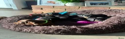 Dachshund dogs for sale: Standard Dachshund Puppies - Advert 4
