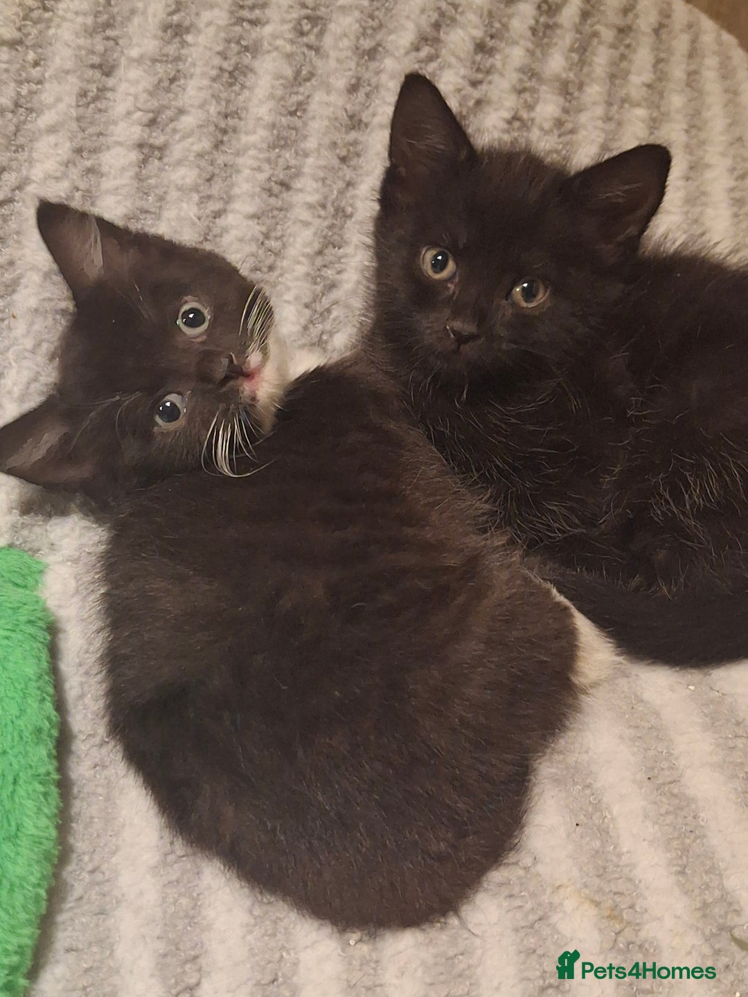 Mixed Breed cats for sale: Beautiful kittens for sale.  - Advert 2