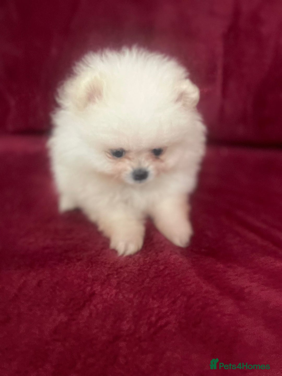 Pomeranian dogs for sale: 3 tiny girls ready now*price reduced £2000 - Advert 23