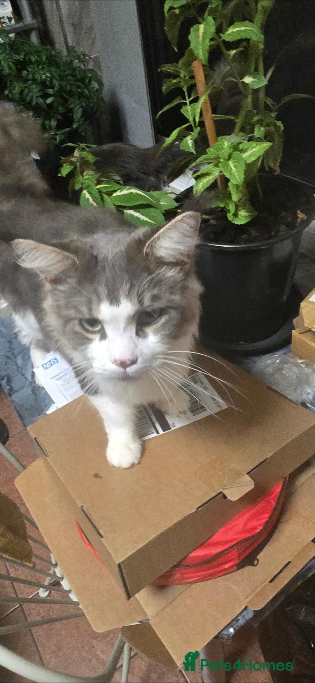 Maine Coon cats for sale: Giant maine coon kittens for sale  - Advert 19