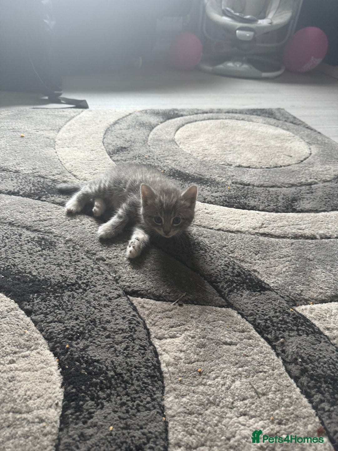 Norwegian Forest Cat cats for sale: Fluffy bundles of joy ready now  - Image 14