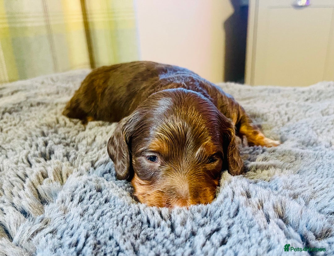 Miniature Dachshund dogs for sale: Gorgeous Long Haired KC Miniature Dachshunds - Image 3