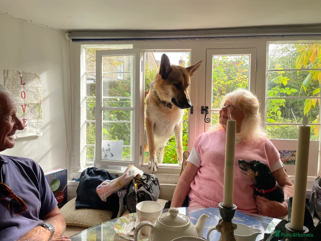 German Shepherd dogs for stud: Spectacular GSD wolfdog *for Stud only* in Dursley - Advert 17