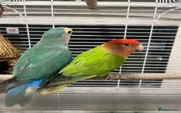 Lovebirds birds for sale: Male & female  - Advert 11