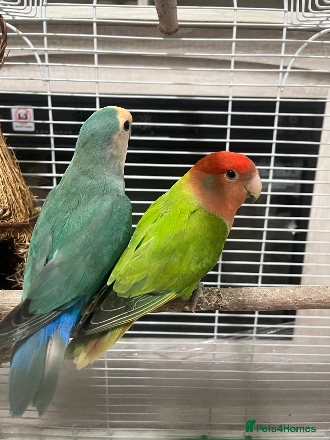 Lovebirds birds for sale: Male & female  - Advert 11