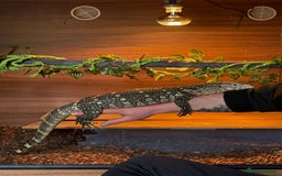 Monitor reptiles for sale: Nile monitor  - Image 5