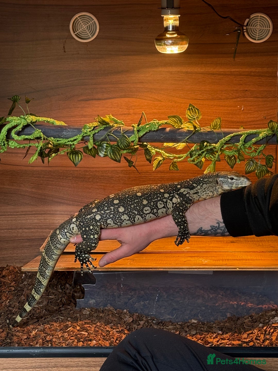 Monitor reptiles for sale: Nile monitor  - Image 5