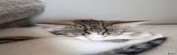 Mixed Breed cats for sale: Veronica's babies - Advert 4