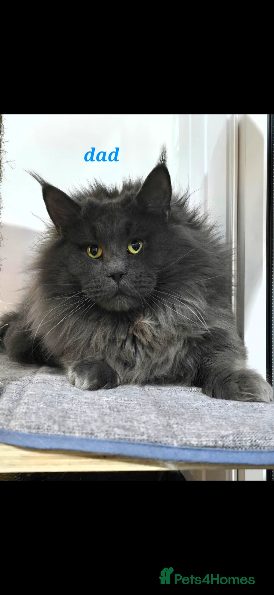 Maine Coon cats for sale: Gccf registered maine coon babies blue smoke - Advert 8