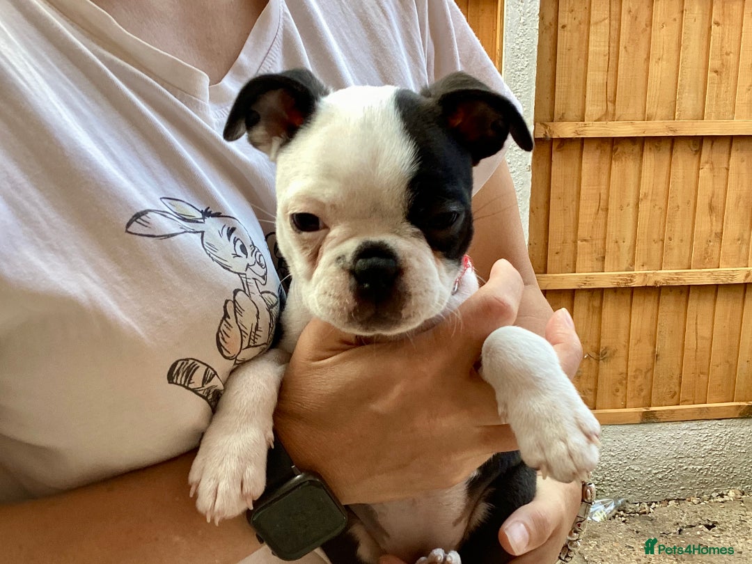 Boston Terrier dogs for sale: 9 BEAUTIFUL BOSTON TERRIER PUPPIES (2 GIRLS LEFT) - Image 6