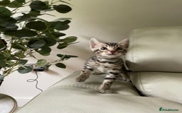 Bengal cats for sale: Pure bengal kittens - Image 16