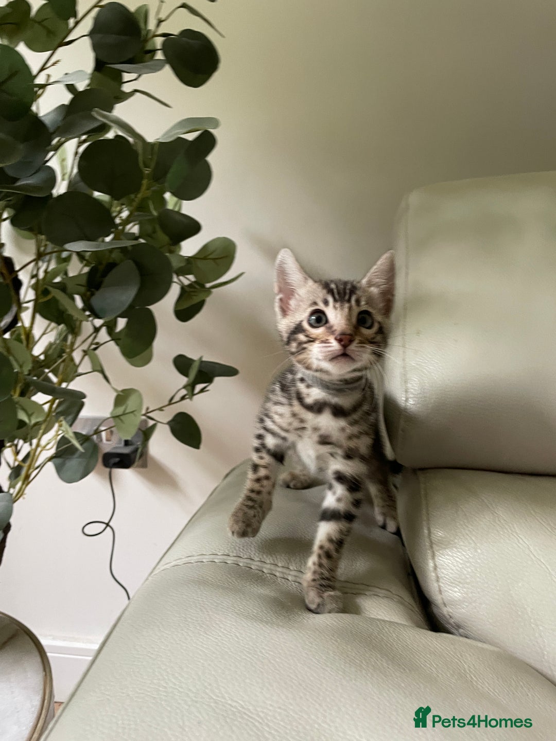 Bengal cats for sale: Pure bengal kittens - Image 16