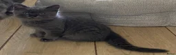 Mixed Breed cats for sale: Beautiful fluffy kittens available  - Advert 15