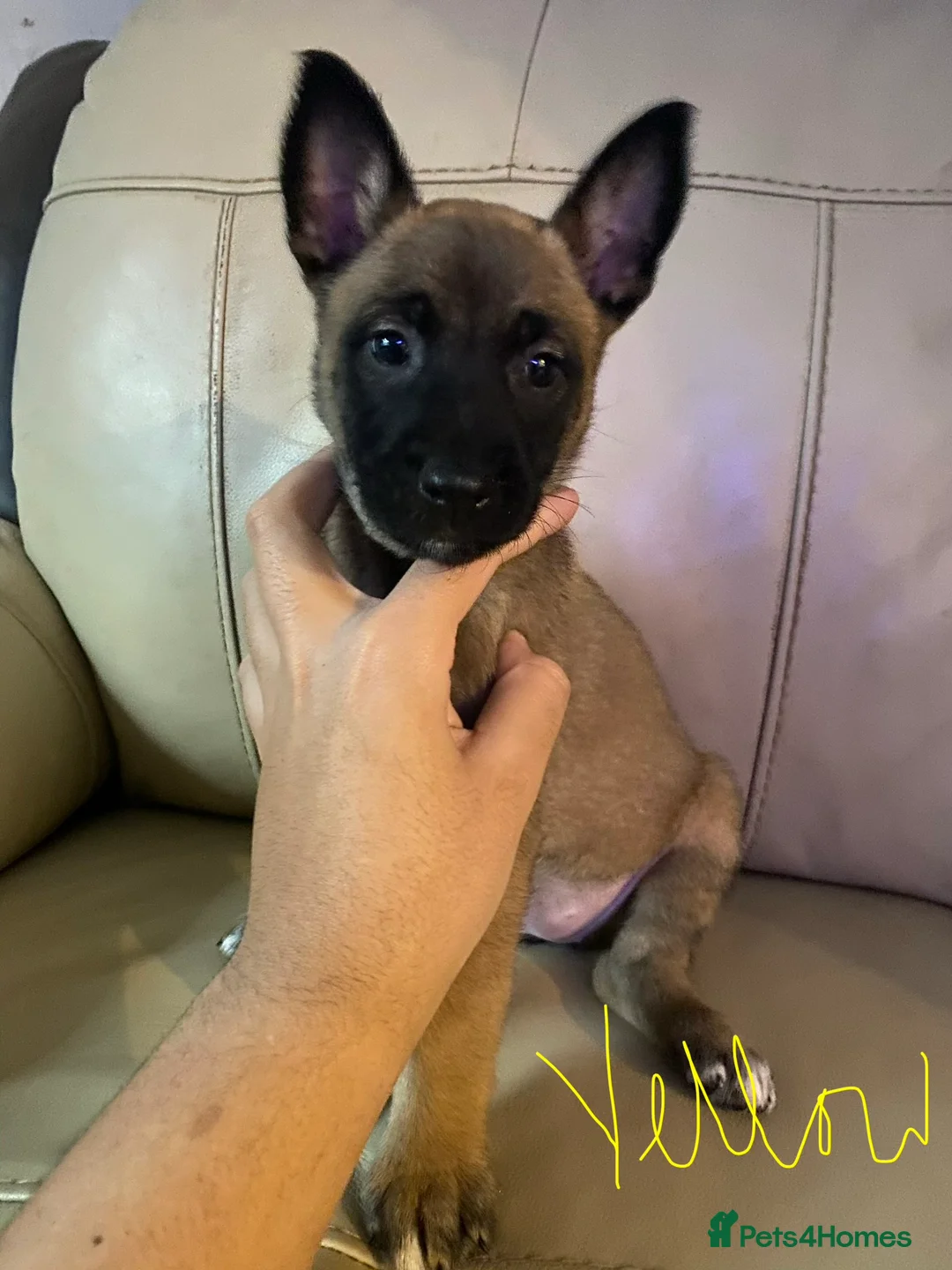 Belgian Shepherd Dog dogs for sale: Belgian Malinois Puppie’s ! - Advert 1