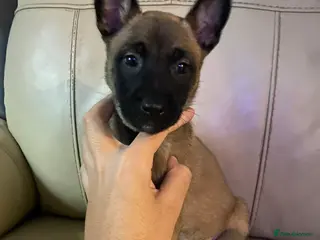 Belgian Shepherd Dog dogs Belgian Malinois Puppie’s ! - Advert 16