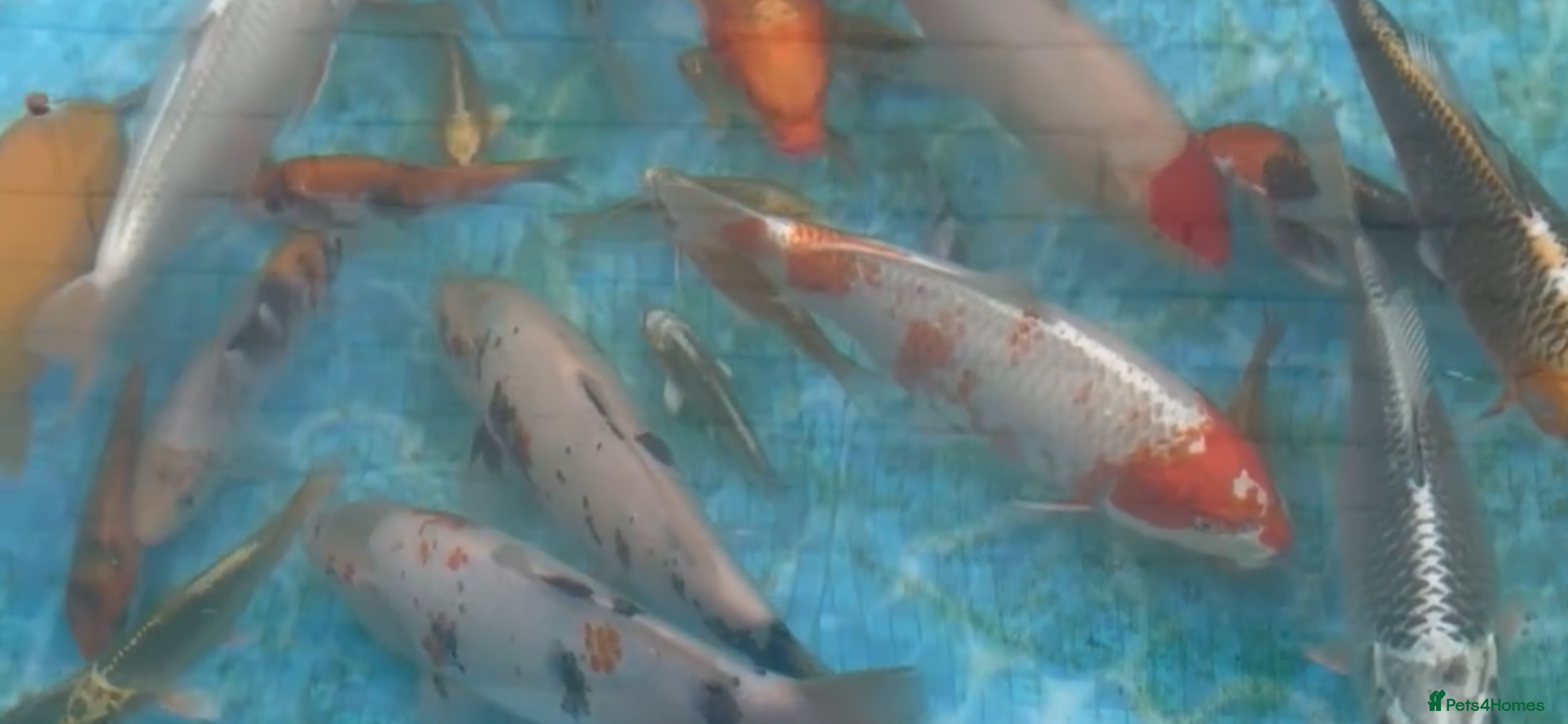 Koi Carp fish 💥QUALITY KOI CARP COLOURFUL NICE SELECTION💥 - Advert 18