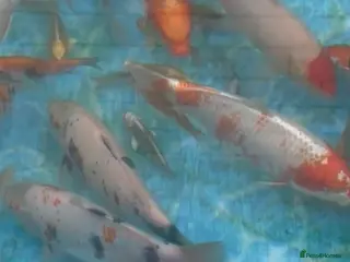 Koi Carp fish 💥QUALITY KOI CARP COLOURFUL NICE SELECTION💥 - Advert 18