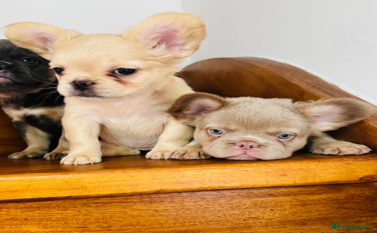 French Bulldog dogs - Advert 1