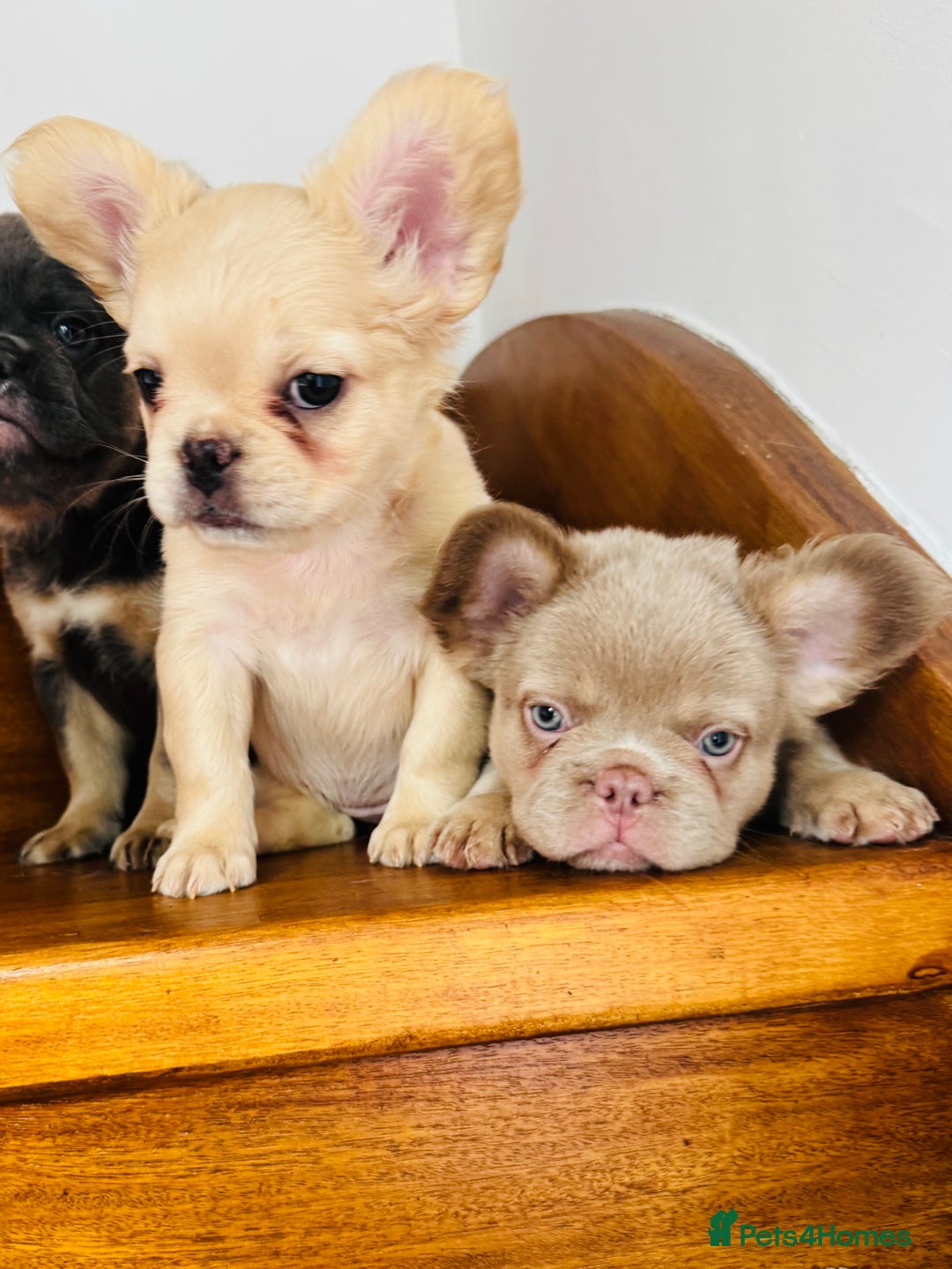 French Bulldog dogs for sale: Quality French bulldog puppies  - Image 1