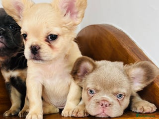 French Bulldog dogs - Advert 8