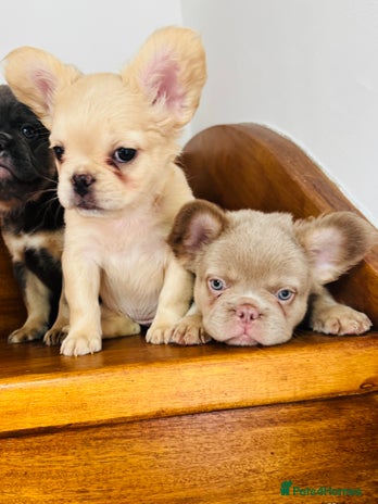 French Bulldog dogs - Advert 3