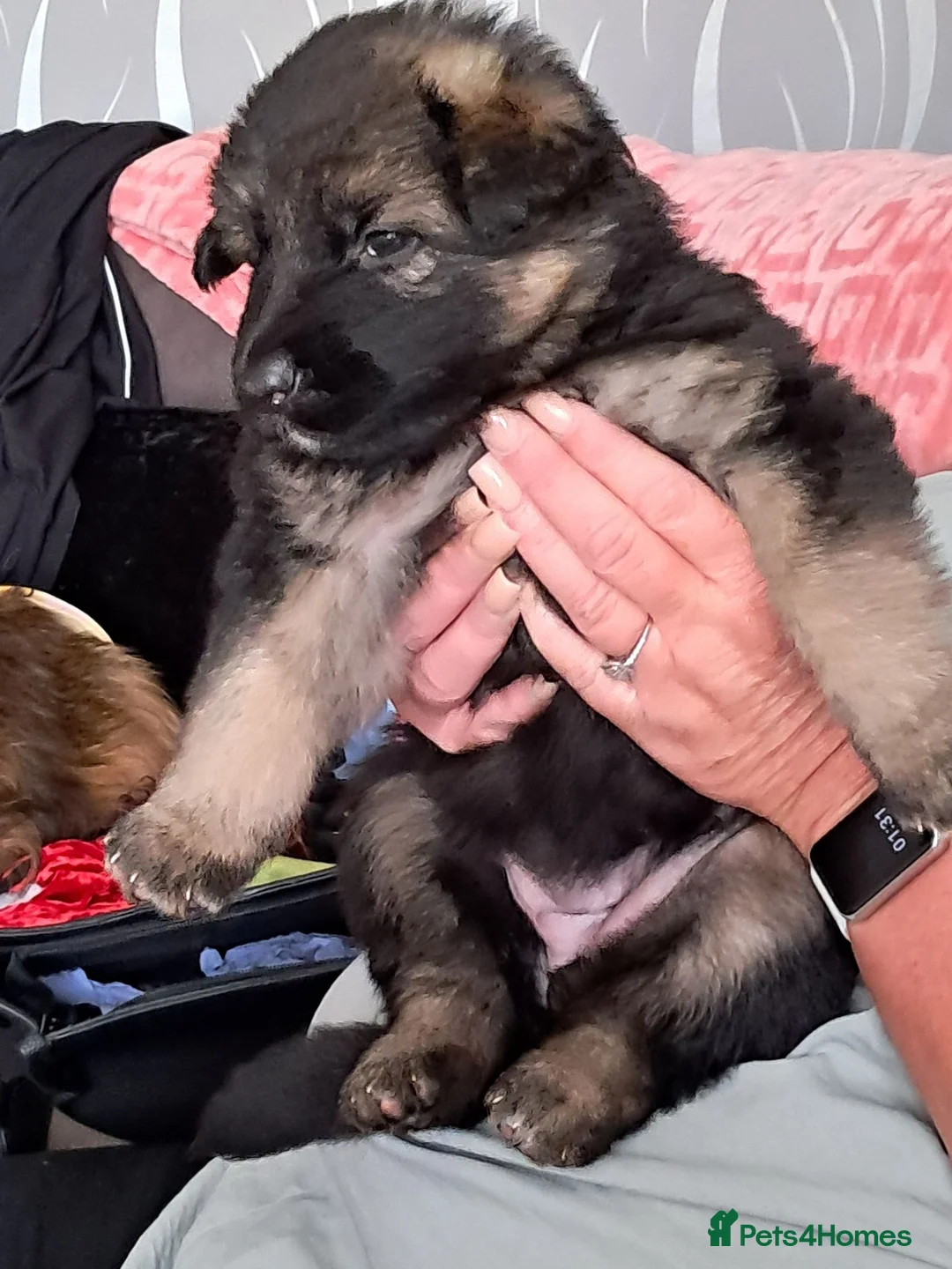 German Shepherd dogs for sale: German shepherd pup in Ayr - Advert 2