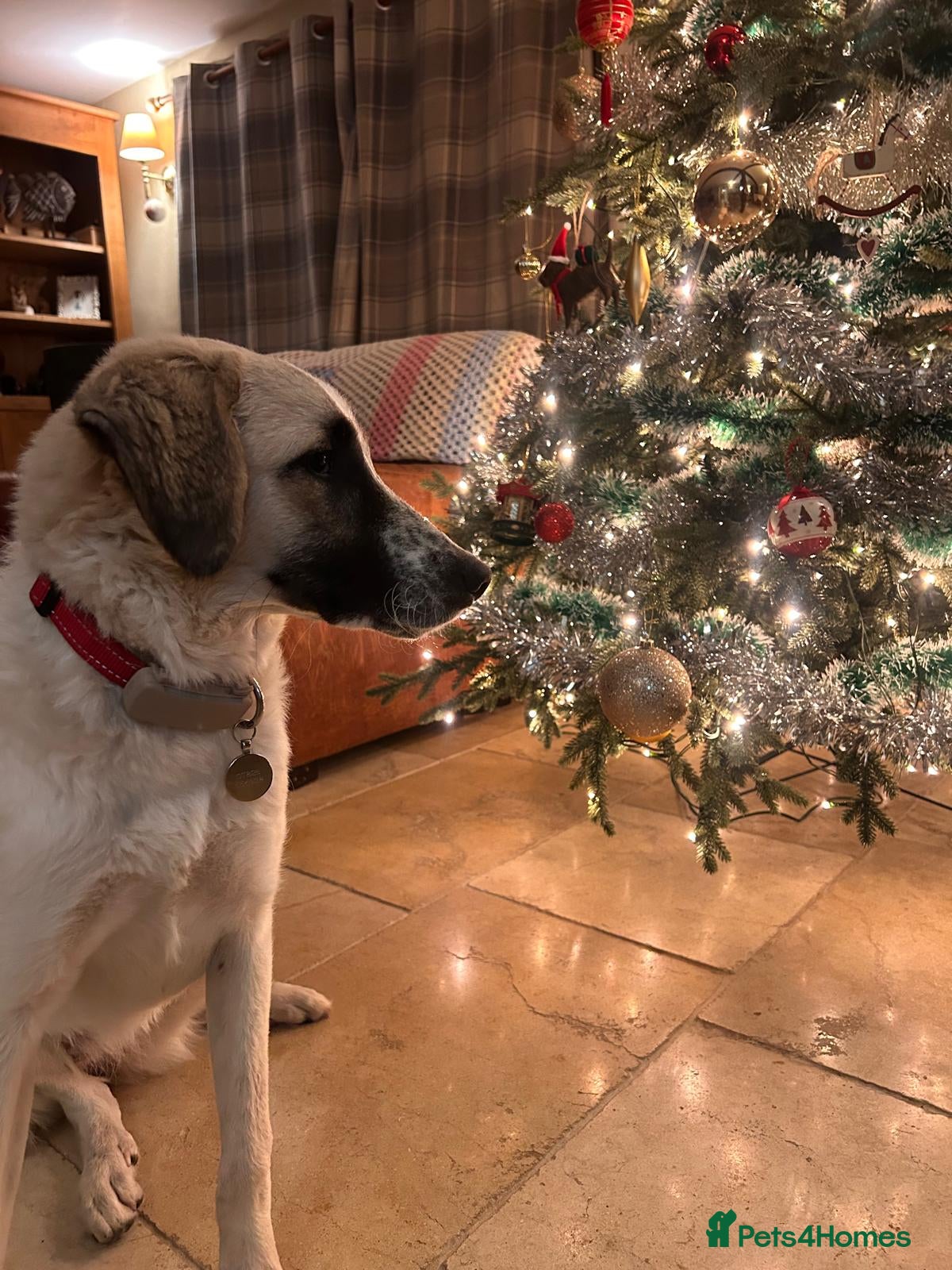 Mixed Breed dogs Amara: Beautiful Soul Seeking a Family to Love - Advert 6