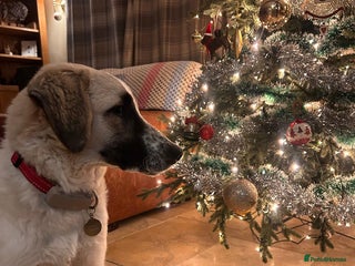 Mixed Breed dogs Amara: Beautiful Soul Seeking a Family to Love - Advert 2