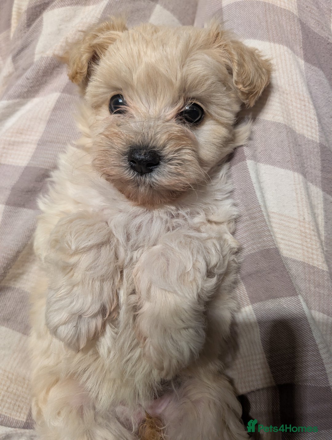 Maltipoo dogs for sale: Last Beautiful tiny female puppy available  - Image 13