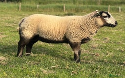 Sheep livestock for sale: Selection of ewe and ram lambs  - Image 4