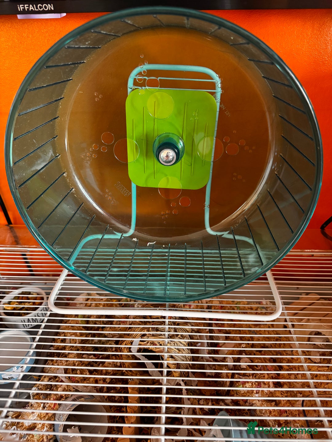 Hamster rodents for sale: Male Syrian hamster - Image 7