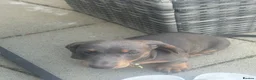 Dachshund dogs for sale: Bluey is a silver dapple  - Advert 4