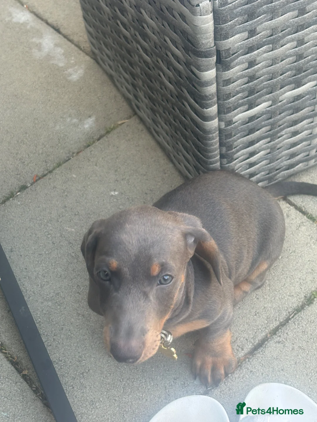 Dachshund dogs for sale: Bluey is a silver dapple  - Advert 4