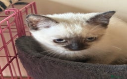 Ragdoll cats for sale: ADORABLE RAGDOLL POLYDACTYL KITTENS - READY NOW - Image 19