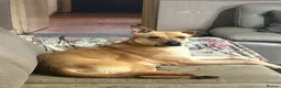 Mixed Breed dogs for sale: Rehome needed - Advert 4