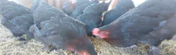 Hens poultry for sale: Pol Pure Breed Copper Marans - Advert 7