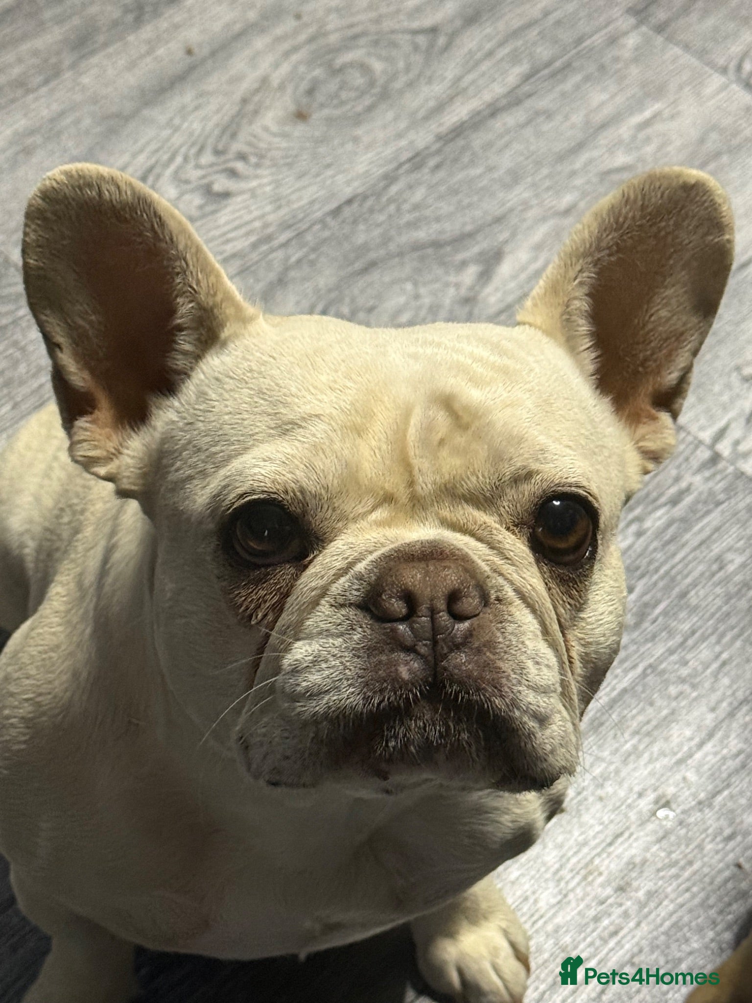 French Bulldog dogs Gorgeous platinum female French bulldog - Advert 1