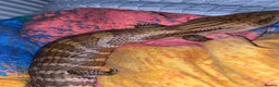 Skink reptiles for sale: Ernie the Blue tongued skink  - Advert 15