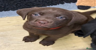 Labrador Retriever dogs - Advert 5
