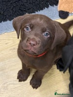 Labrador Retriever dogs - Advert 6