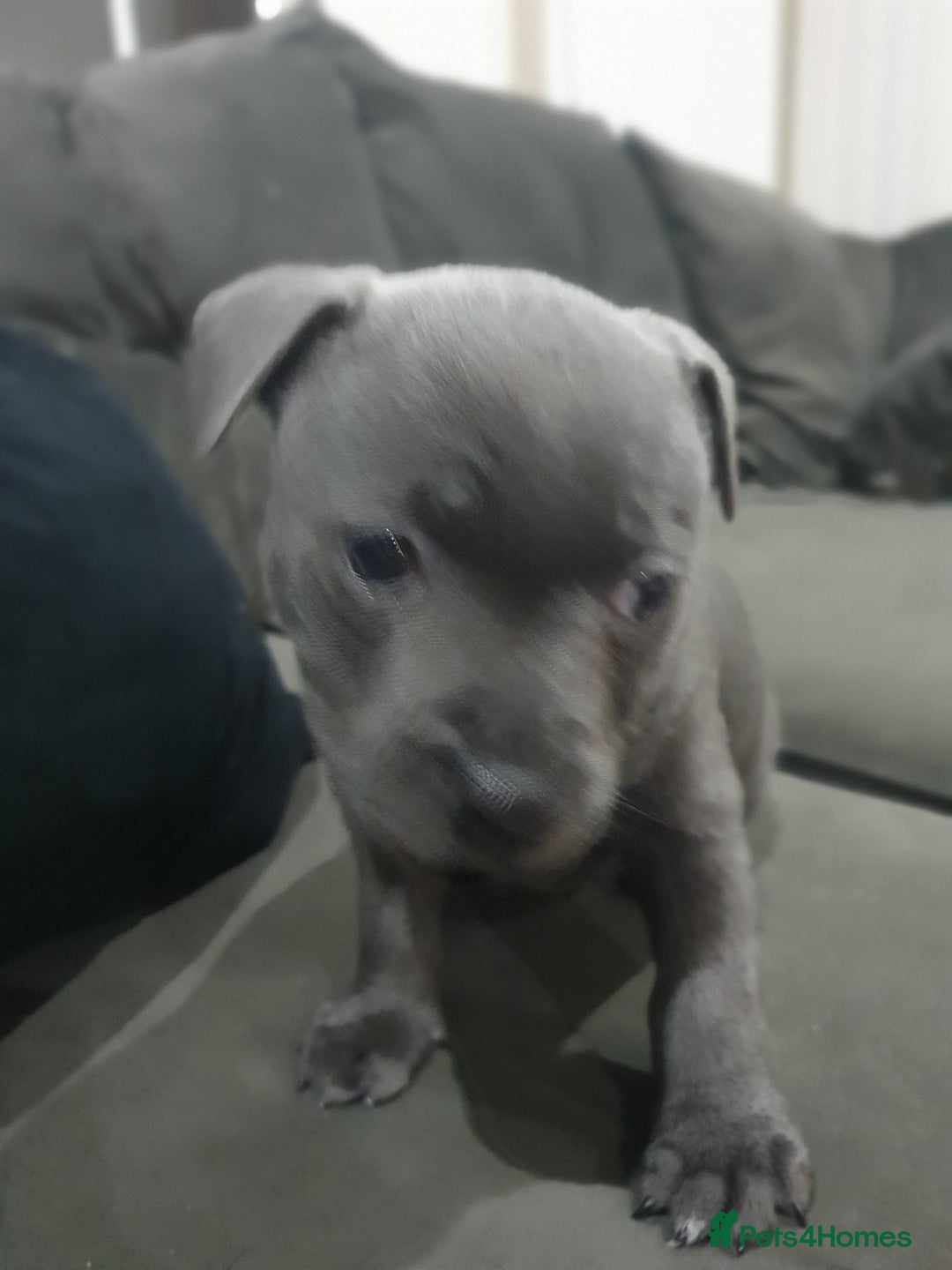 Staffordshire Bull Terrier dogs for sale: blue staffys - Image 11