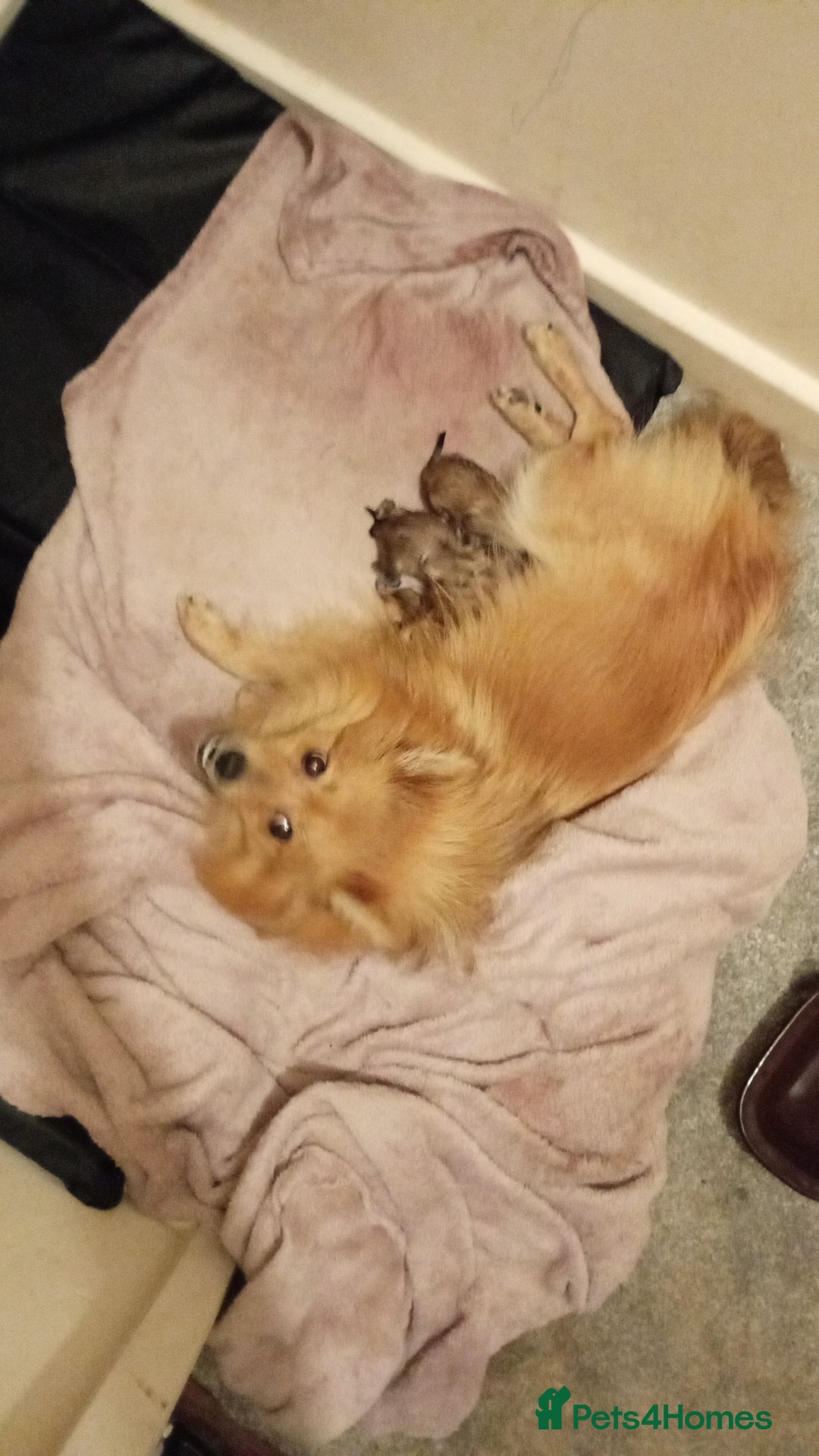 Mixed Breed dogs for sale: Pom-Heavy Pomeranian Puppies 6 Boys & 1 Girl - Advert 1