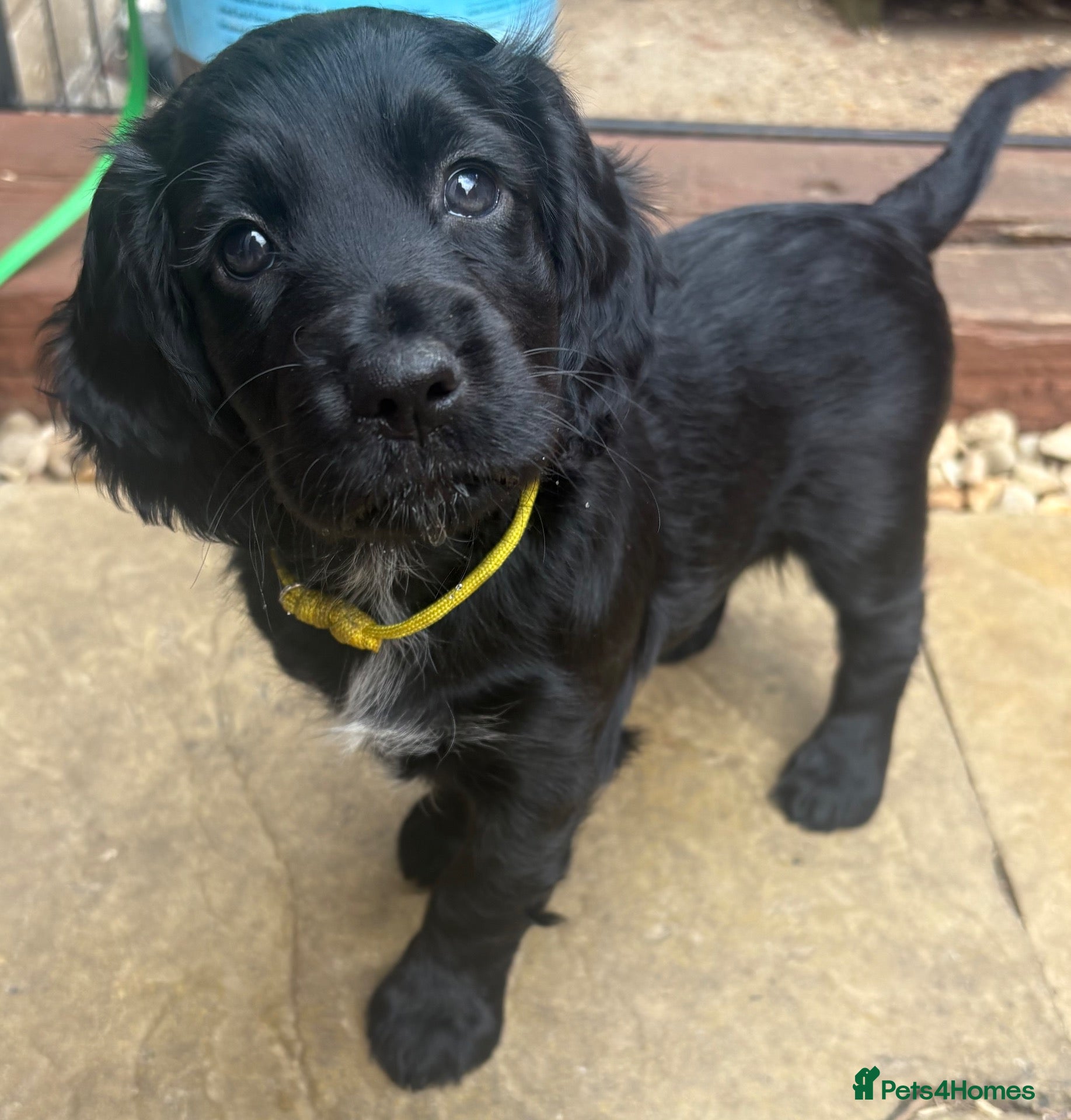 Cocker Spaniel dogs Working cocker spaniels - Advert 6