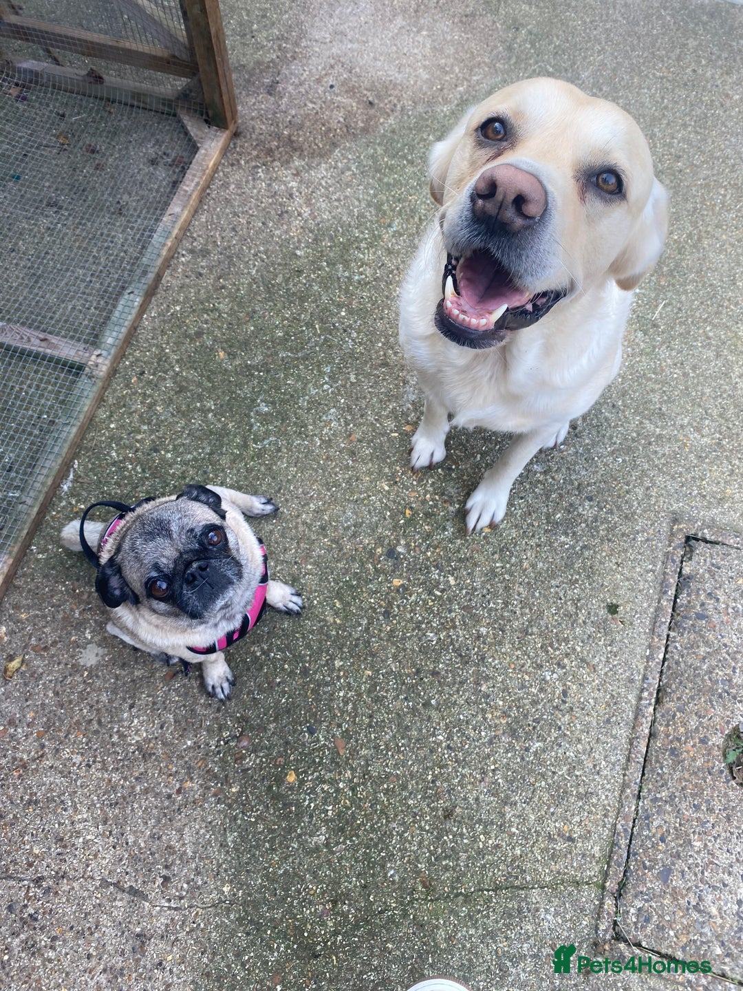 Pug dogs for sale: The sweetest 8 year old Female Pug  - Advert 7