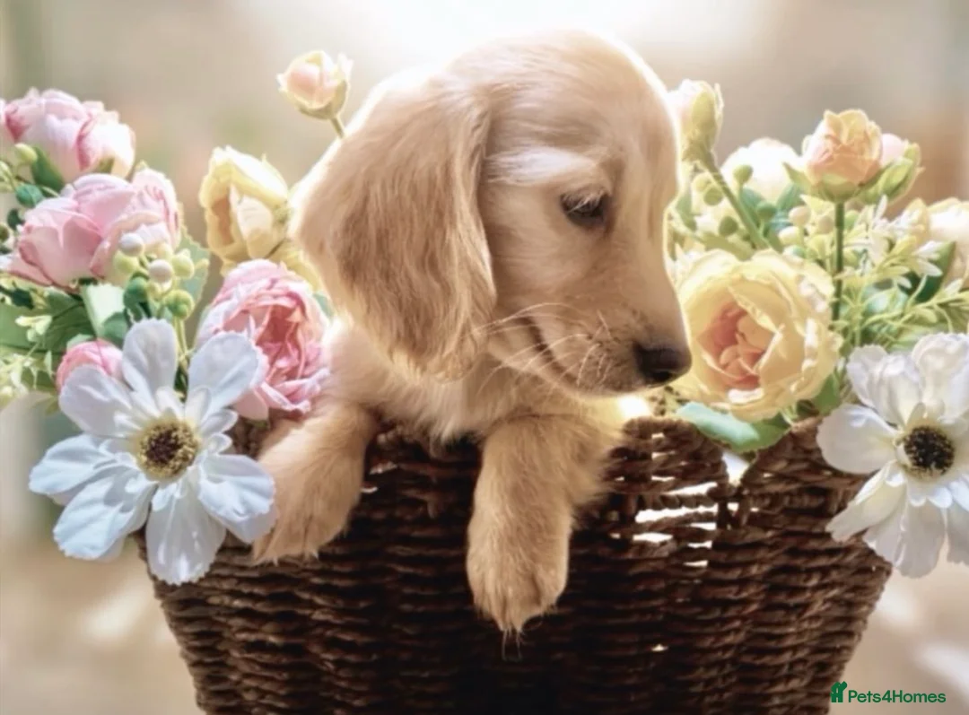 Miniature Dachshund dogs for sale: 🍦🍦ENGLISH CREAM MINIATURE LONG HAIR DACHSHUND🍦 - Advert 2