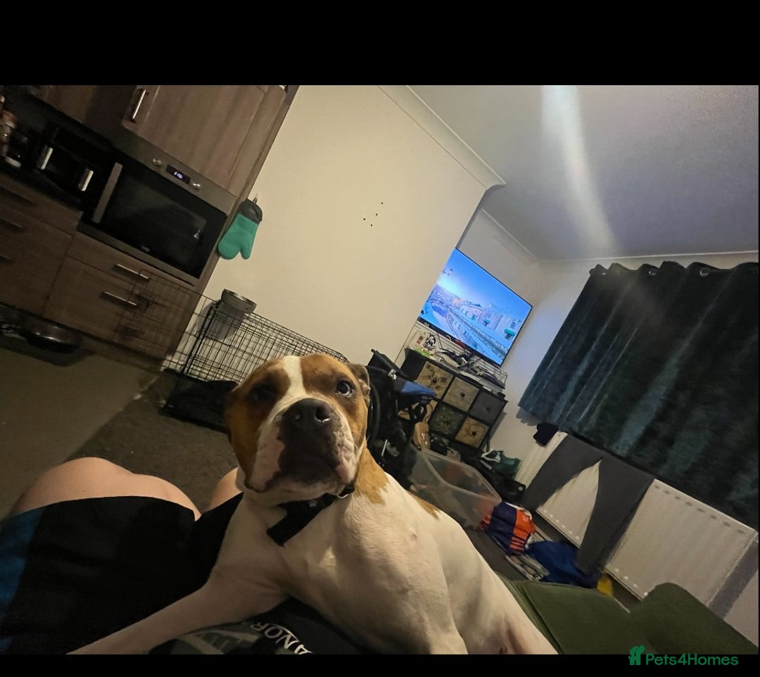 Mixed Breed dogs for sale: Bailey - Advert 7