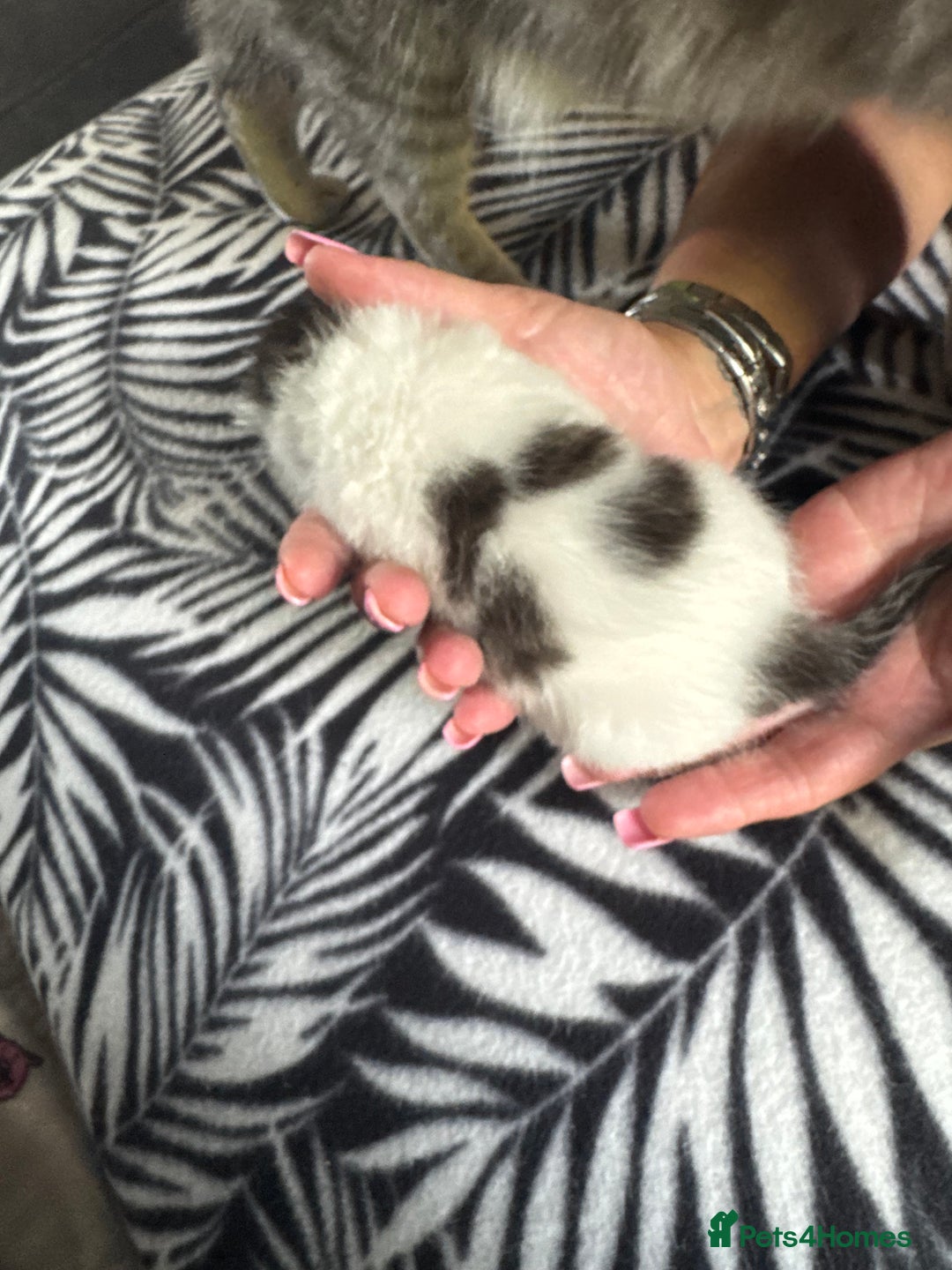 Mixed Breed cats for sale: kittens for sale!  - Image 9
